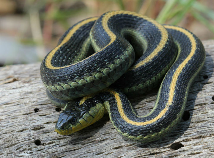 Diablo Range Garter Snake